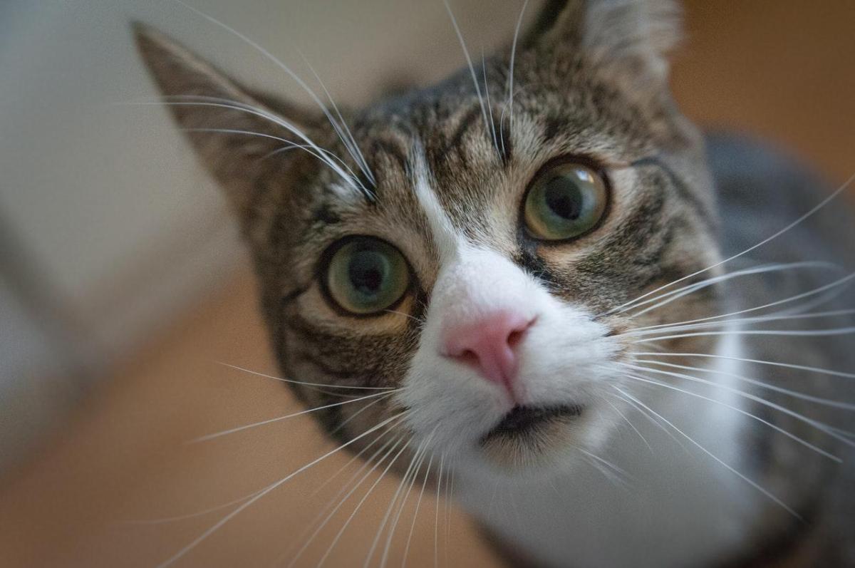 Mon chat a le hoquet - Que faire ?