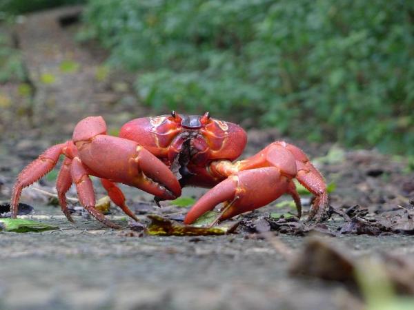 Espèces de crabes - Noms et photos - 2. Crabe rouge de l'île Christmas (Gecarcoidea natalis)