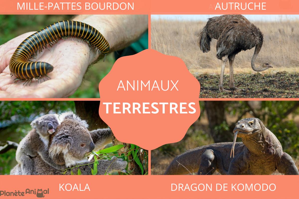 Animaux terrestres - types, caractéristiques et exemples