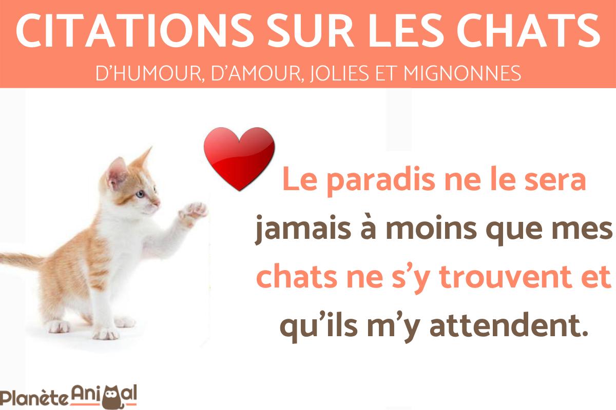 Citation sur les chats - Drôle, amour, courte, Instagram
