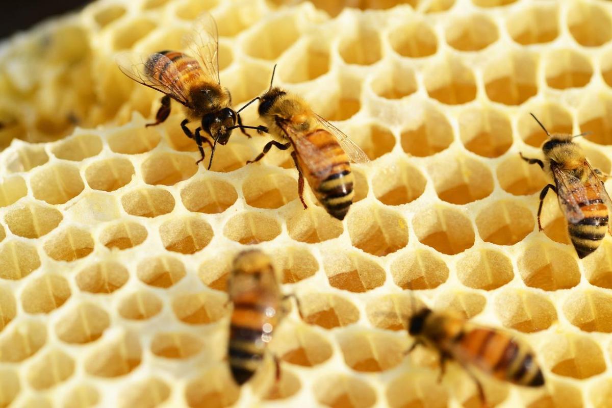 Comment les abeilles fabriquent le miel ?