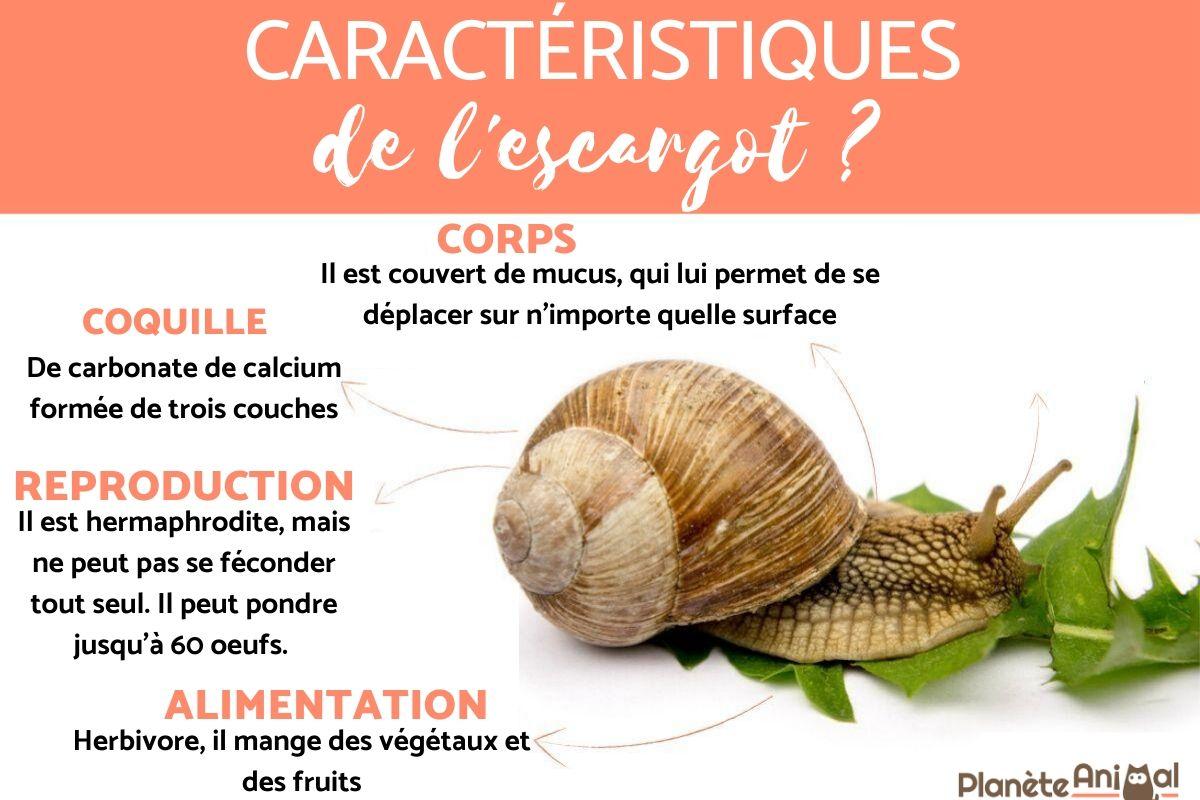 Comment S'OCCUPER d'un ESCARGOT ? Soins basiques — free download