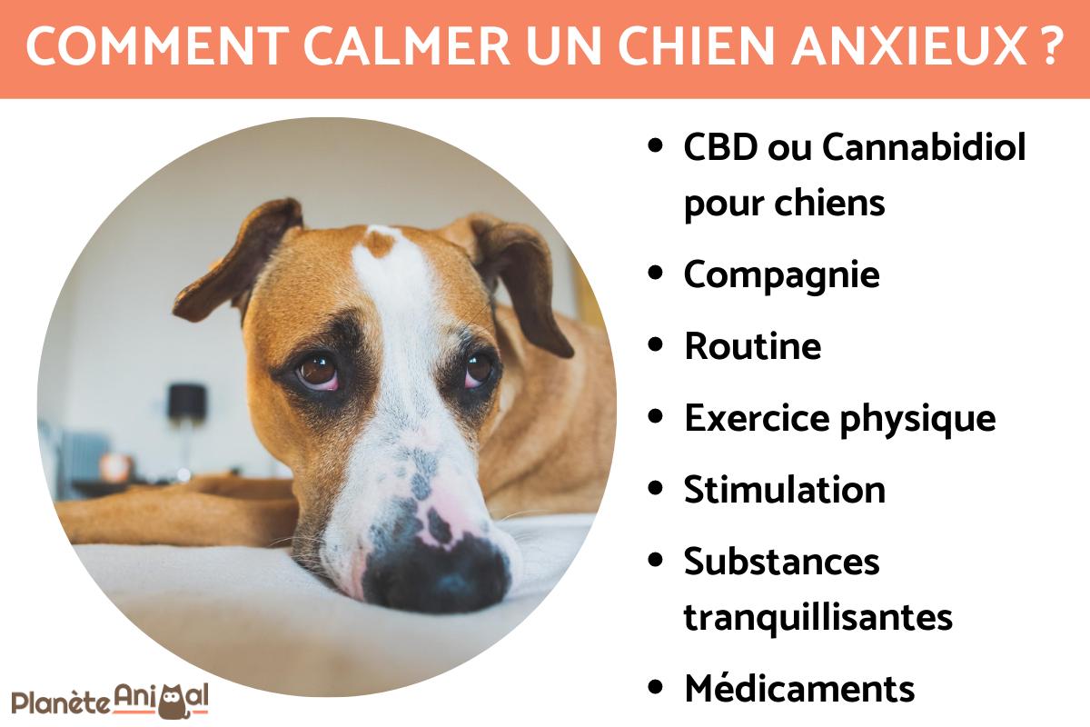 Comment calmer un chien ?