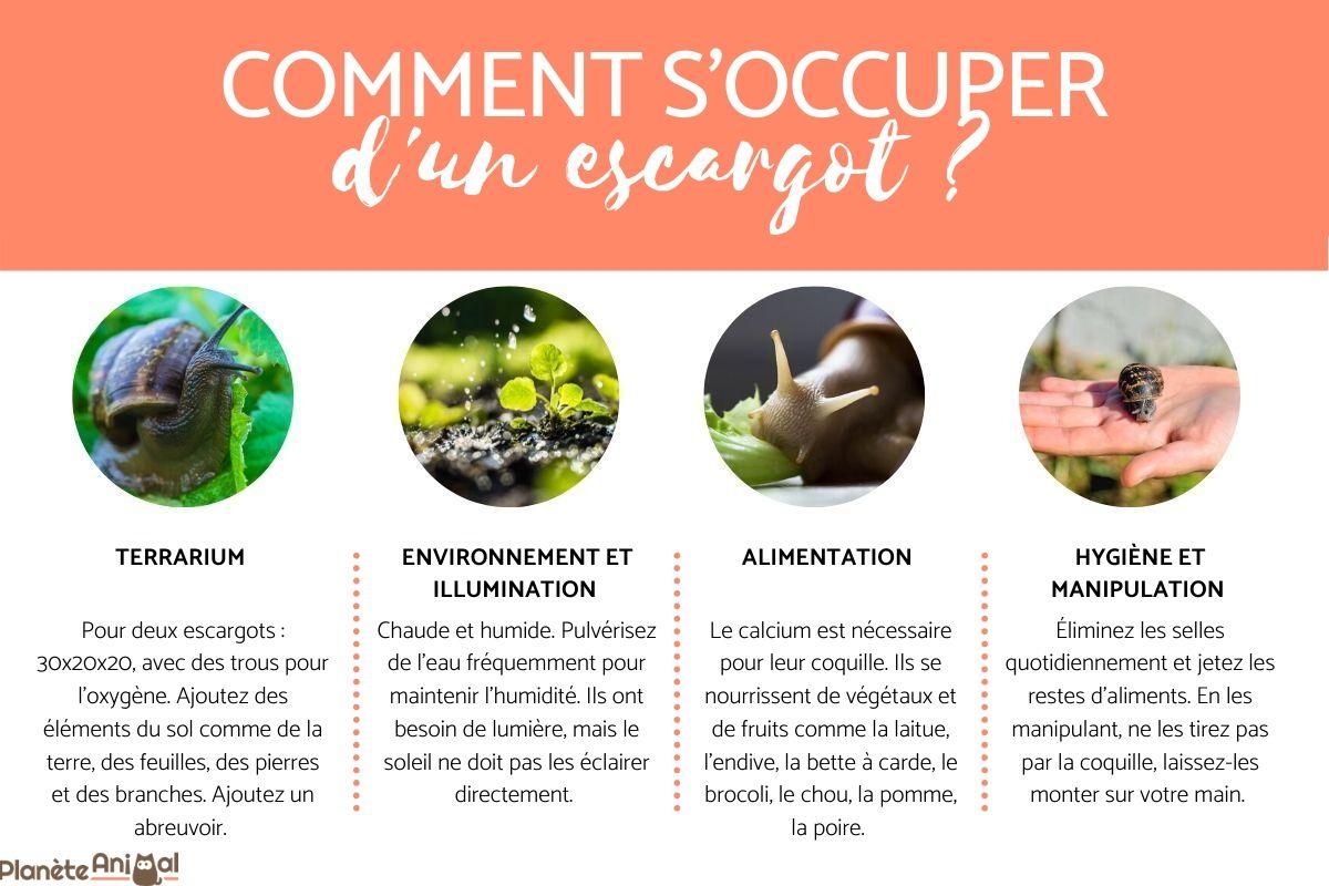Comment S'OCCUPER d'un ESCARGOT ? Soins basiques — free download