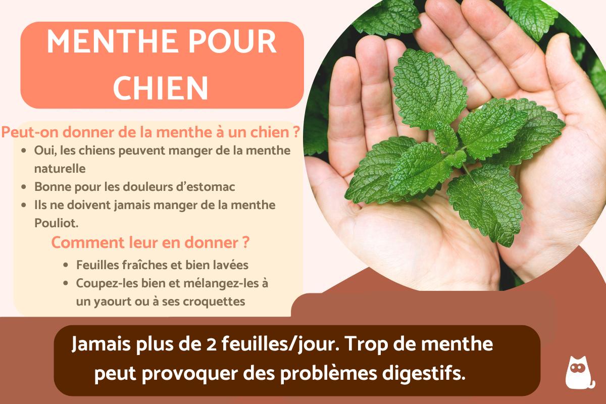 Mon chien peut-il manger de la menthe ?