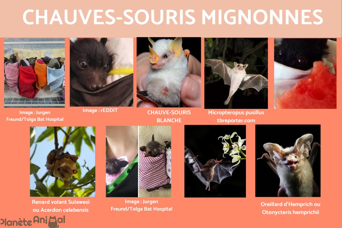 Chauve-souris mignonne : photos et curiosités