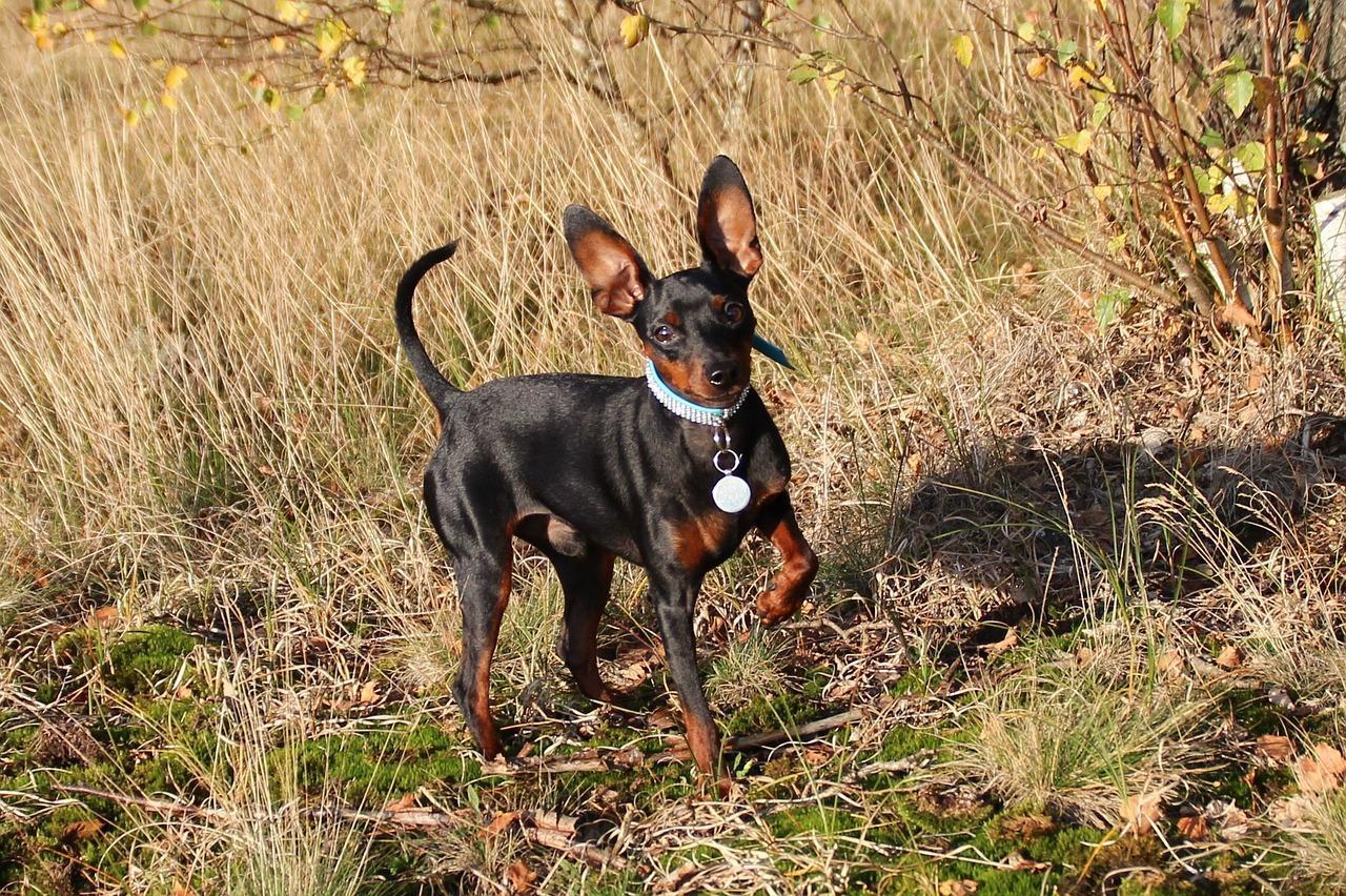 Syndrome vestibulaire du chien Les MALADIES du chien