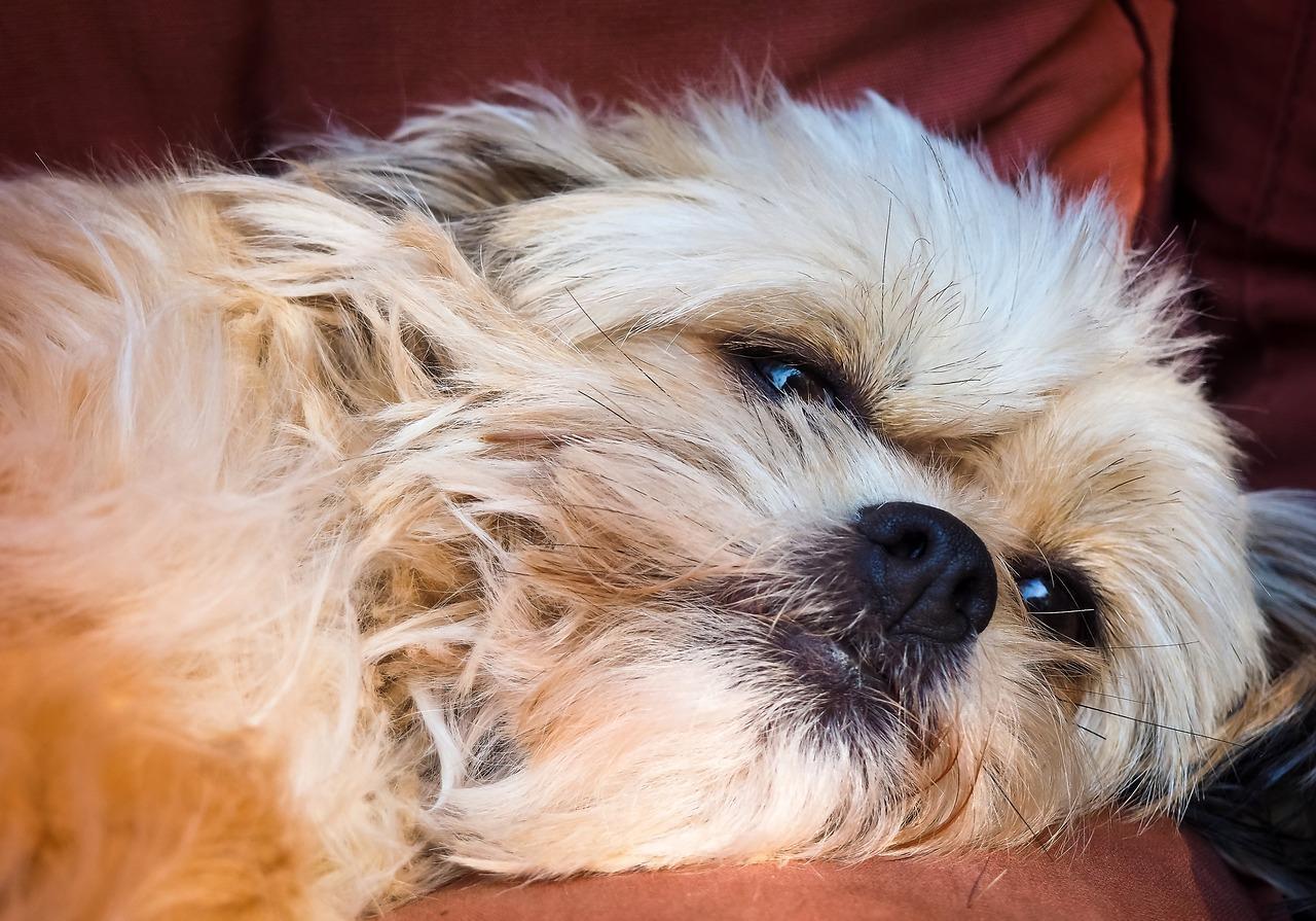 Syndrome vestibulaire du chien Les MALADIES du chien