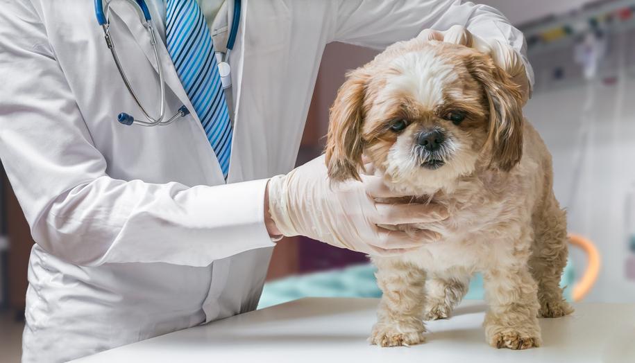 Syndrome vestibulaire du chien Les MALADIES du chien