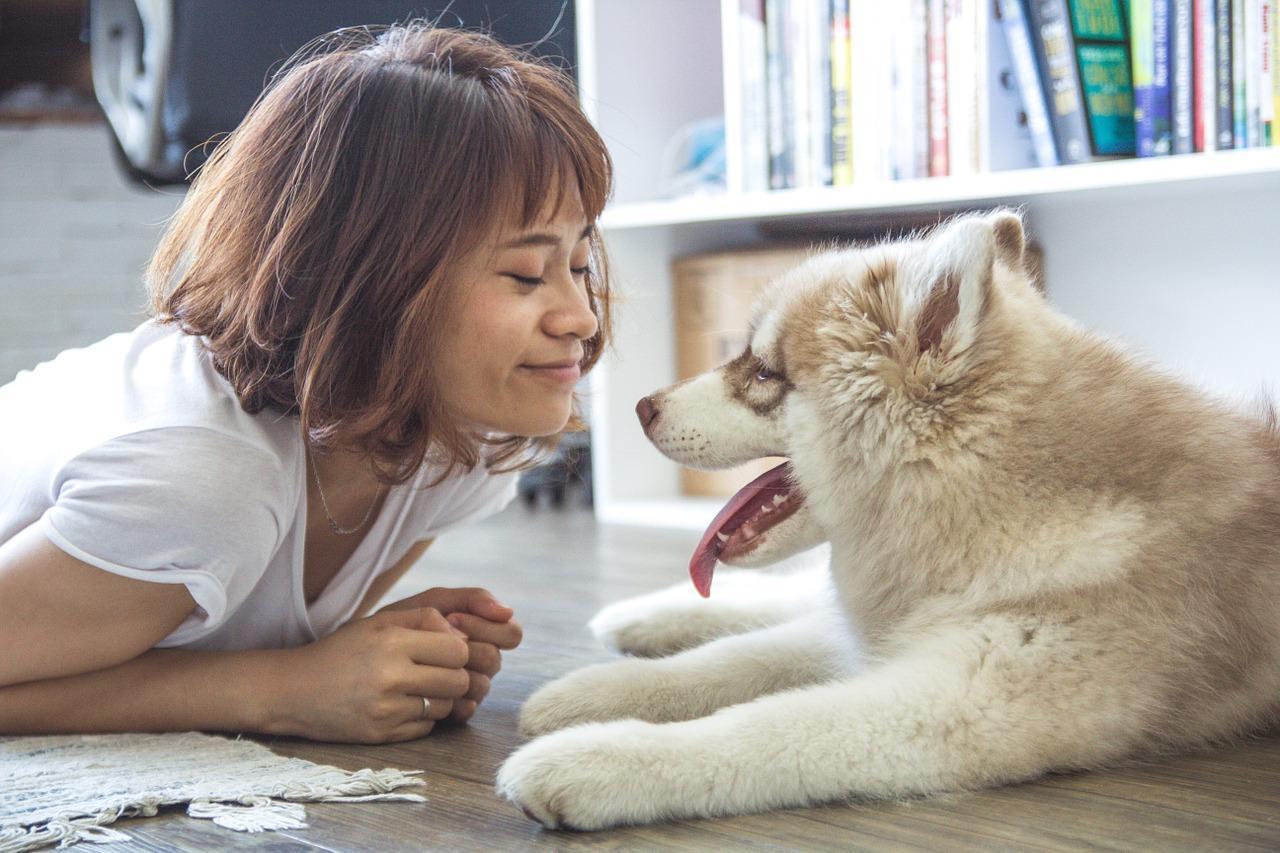 Syndrome vestibulaire du chien Les MALADIES du chien