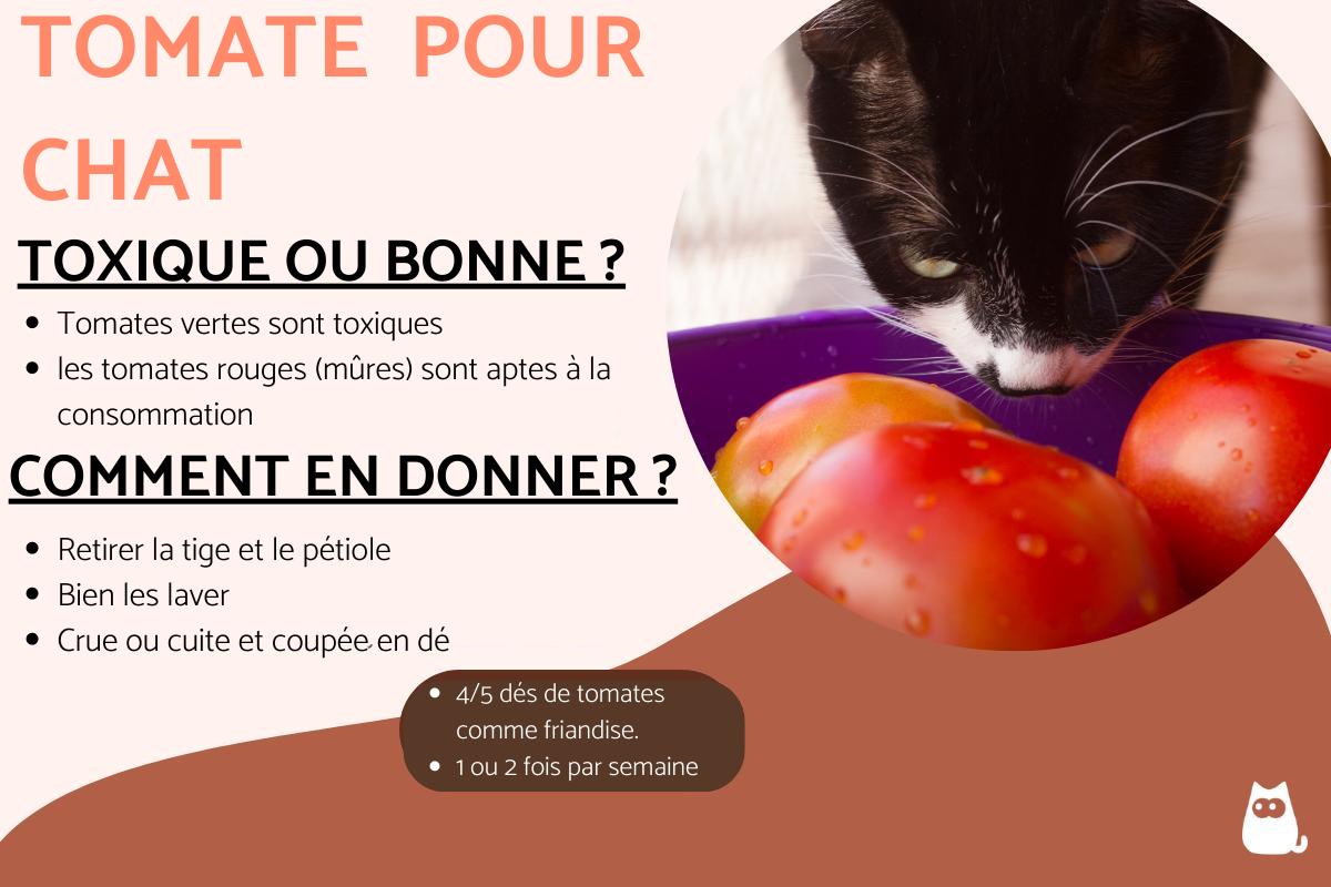 Mon chat peut-il manger de la tomate ?