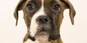 Le boxer est-il un chien dangereux ?