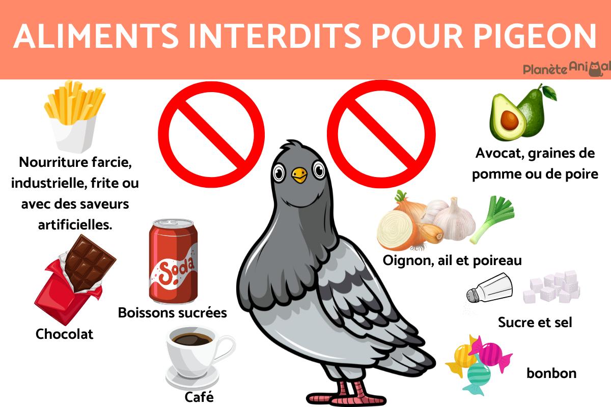 Que mange un pigeon ? TOUT sur L'ALIMENTATION du PIGEON