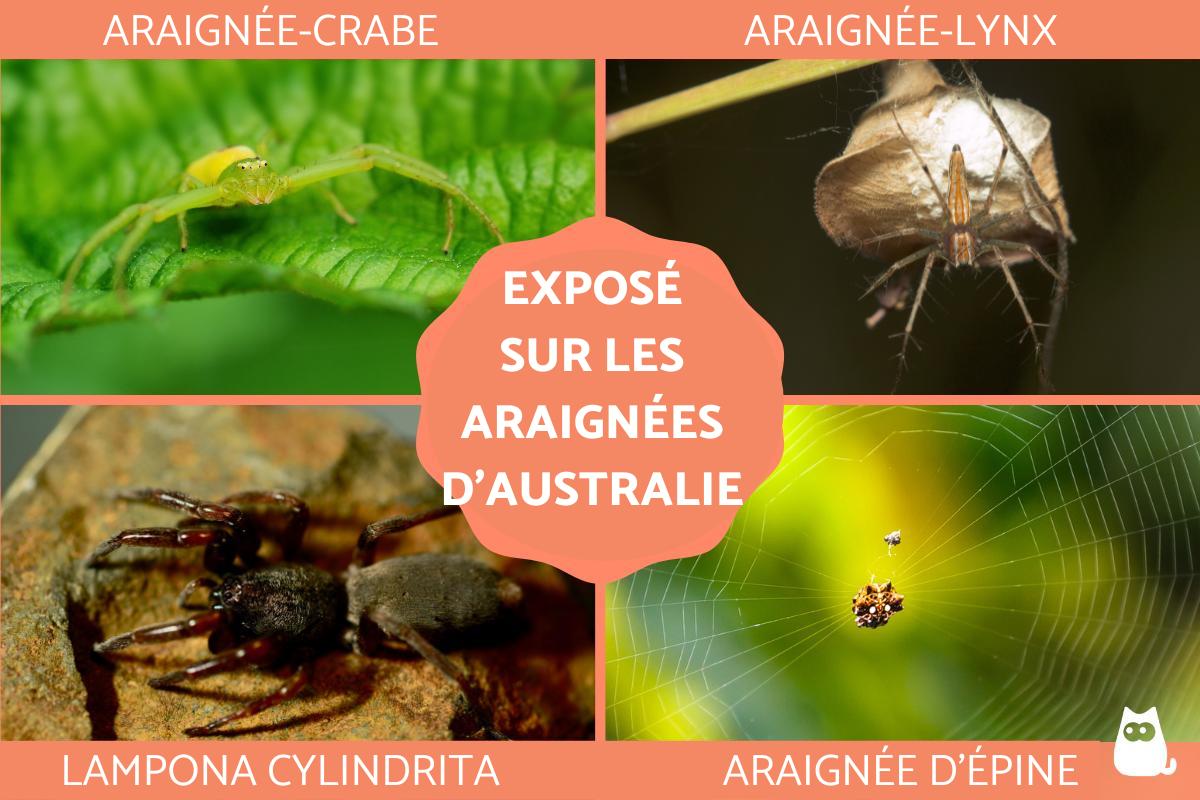 Araignées en Australie - Géantes et venimeuses