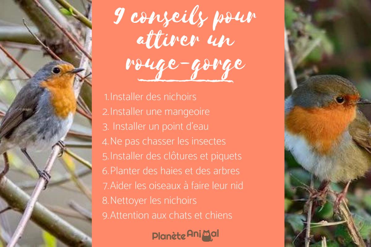 Comment ATTIRER UN ROUGE-GORGE - 9 conseils avec des photos