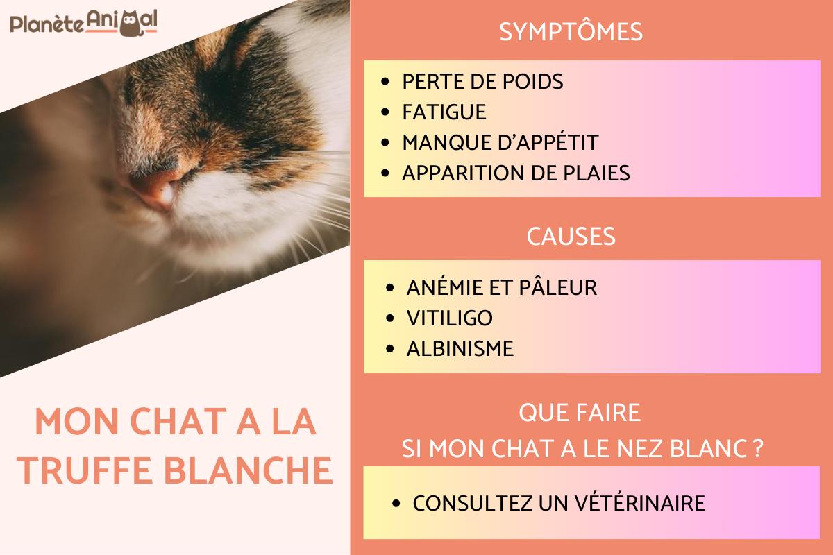 Mon chat a la truffe blanche - Causes et solutions