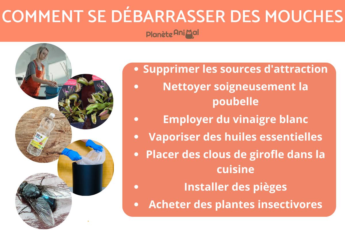 Comment se débarrasser des mouches ?