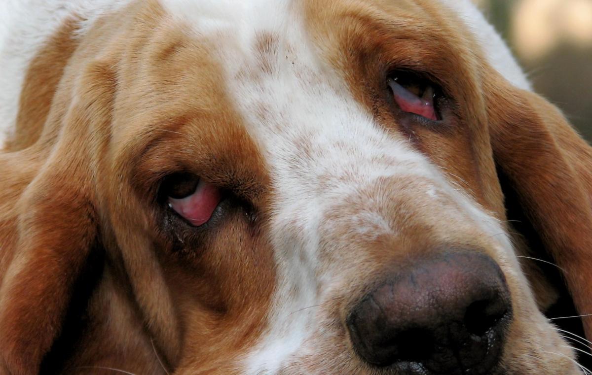 Ectropion chez le chien