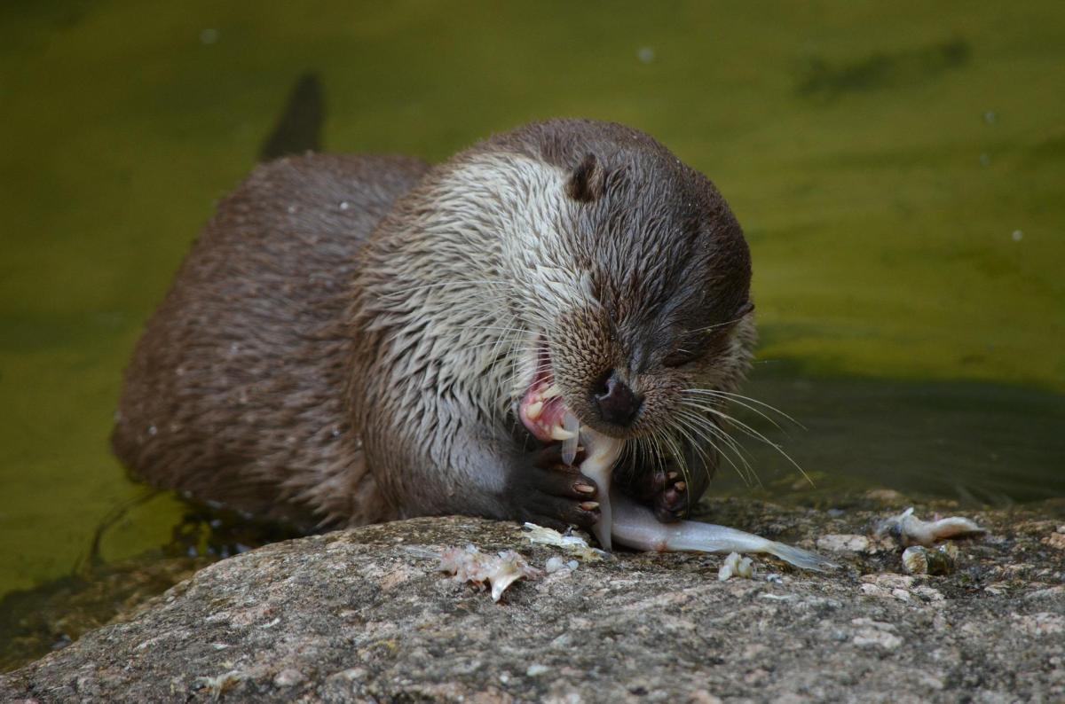 Que mange une loutre