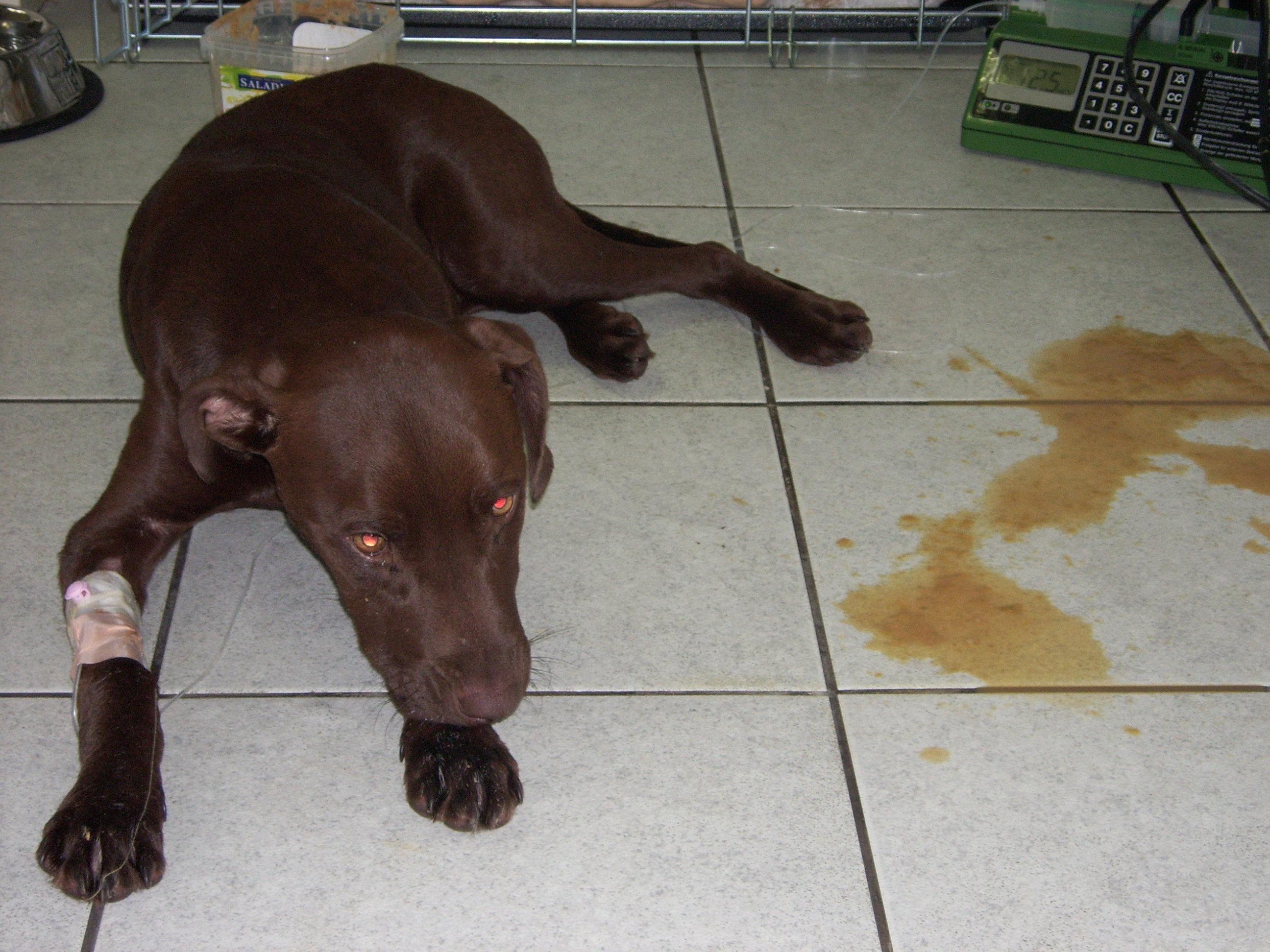 Mon Chien Vomit Causes Et Traitement Types De Vomissement Avec Photos Mon Chien Vomit Causes Et Traitement Types De Vomissement Avec Photos