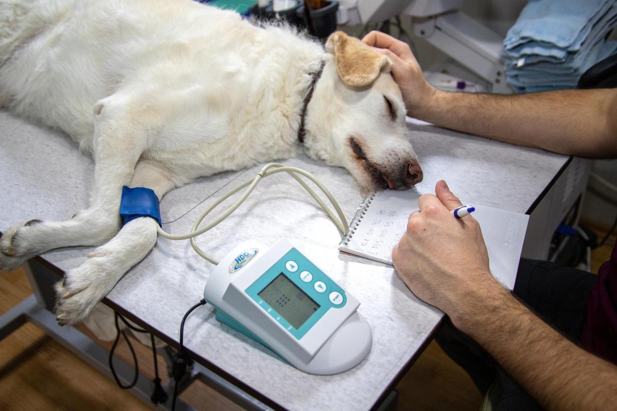 Variole du singe chez le chien et le chat - Symptômes et transmission