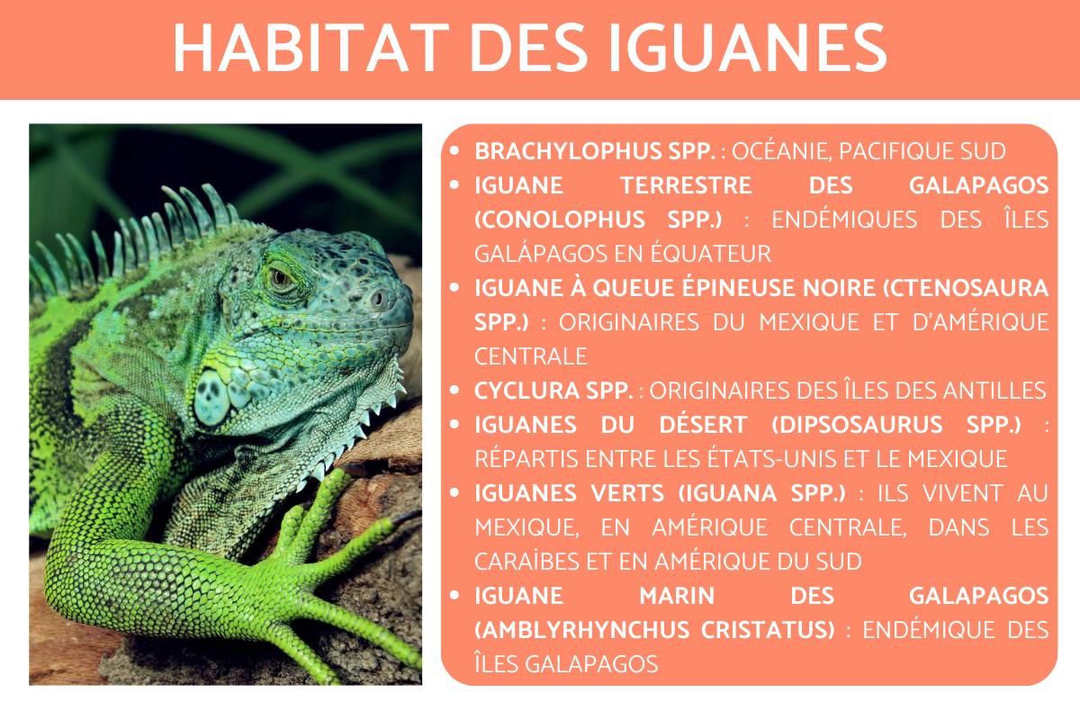 Habitat des iguanes