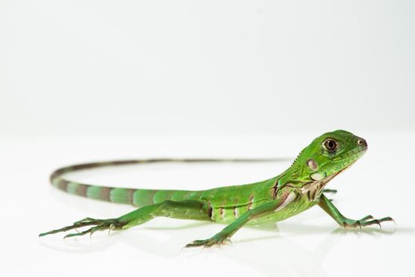 L'Alimentation des bébés iguanes - Aliments à donner de façon sporadique