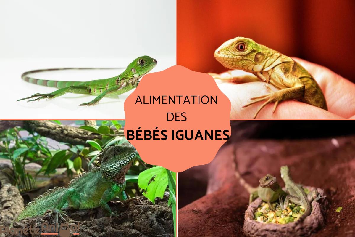 L'Alimentation des bébés iguanes