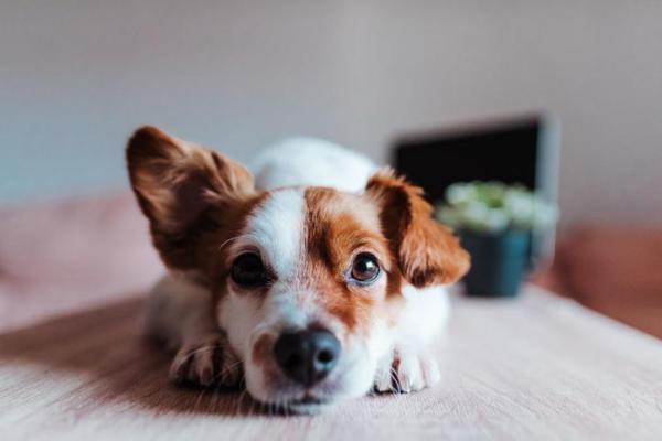 Mon chien a une oreille tombante - Causes et que faire