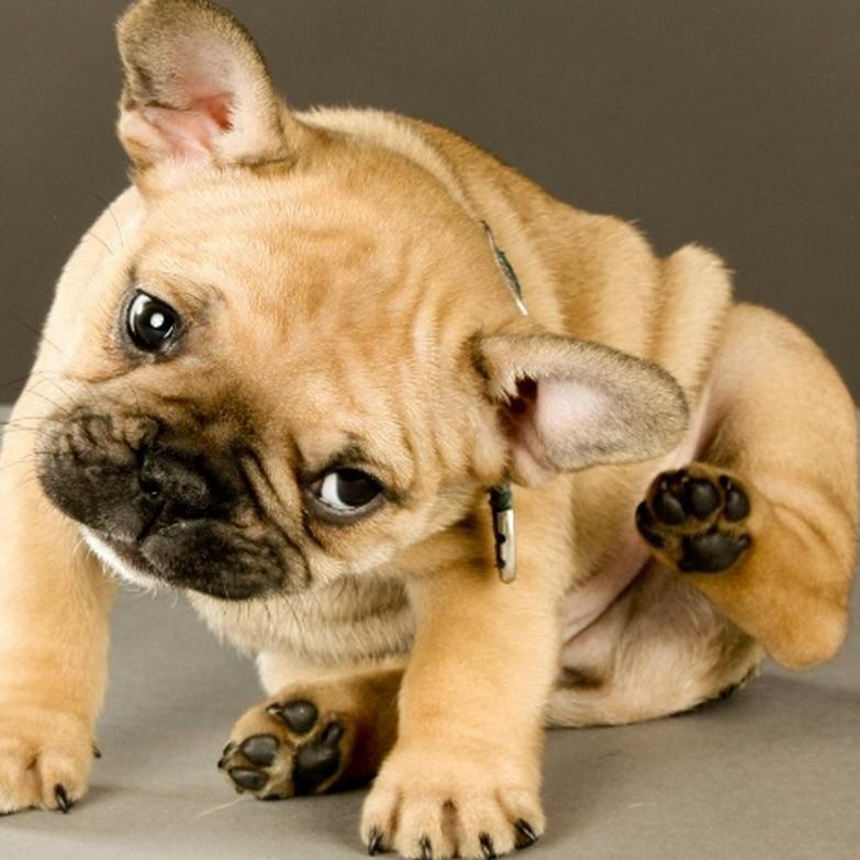 Mon chiot se gratte Causes et solutions