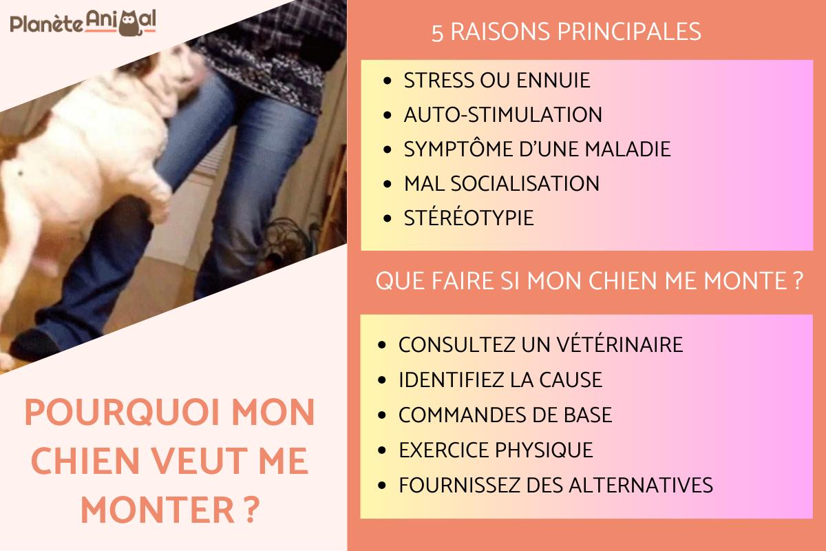 Pourquoi mon chien veut me monter ?