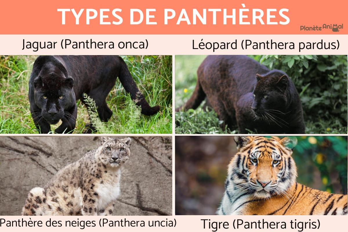 Types de panthères