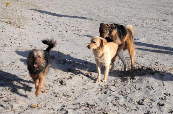 Pourquoi mon chien veut me monter ? - Votre chien vous monte parce qu'il est mal socialisé