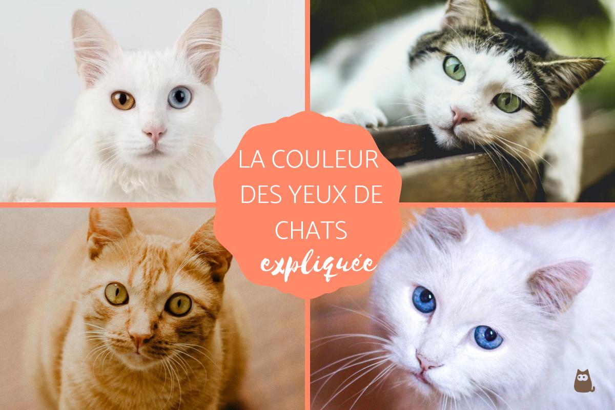 Couleurs des yeux des chats et leur signification