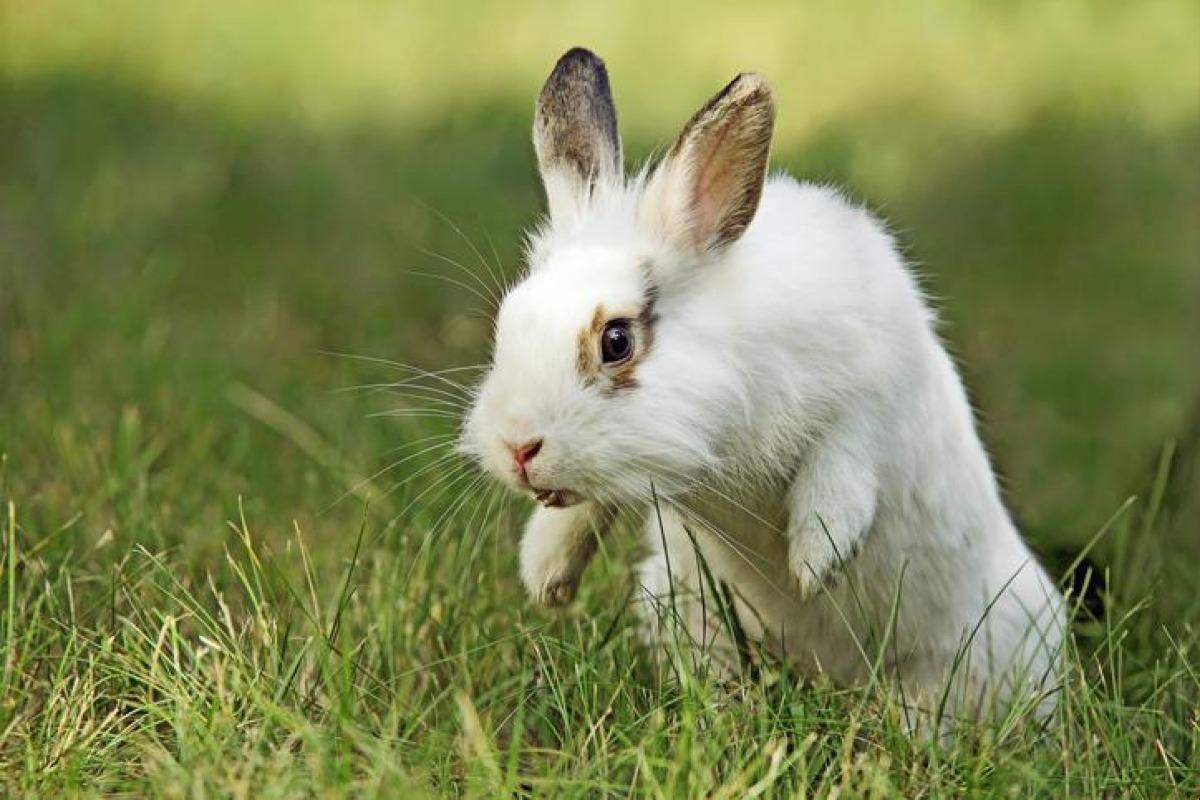 Lapin qui saute - Causes et solution
