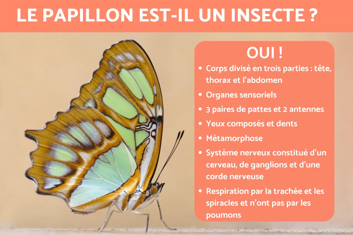 Le papillon est-il un insecte ?