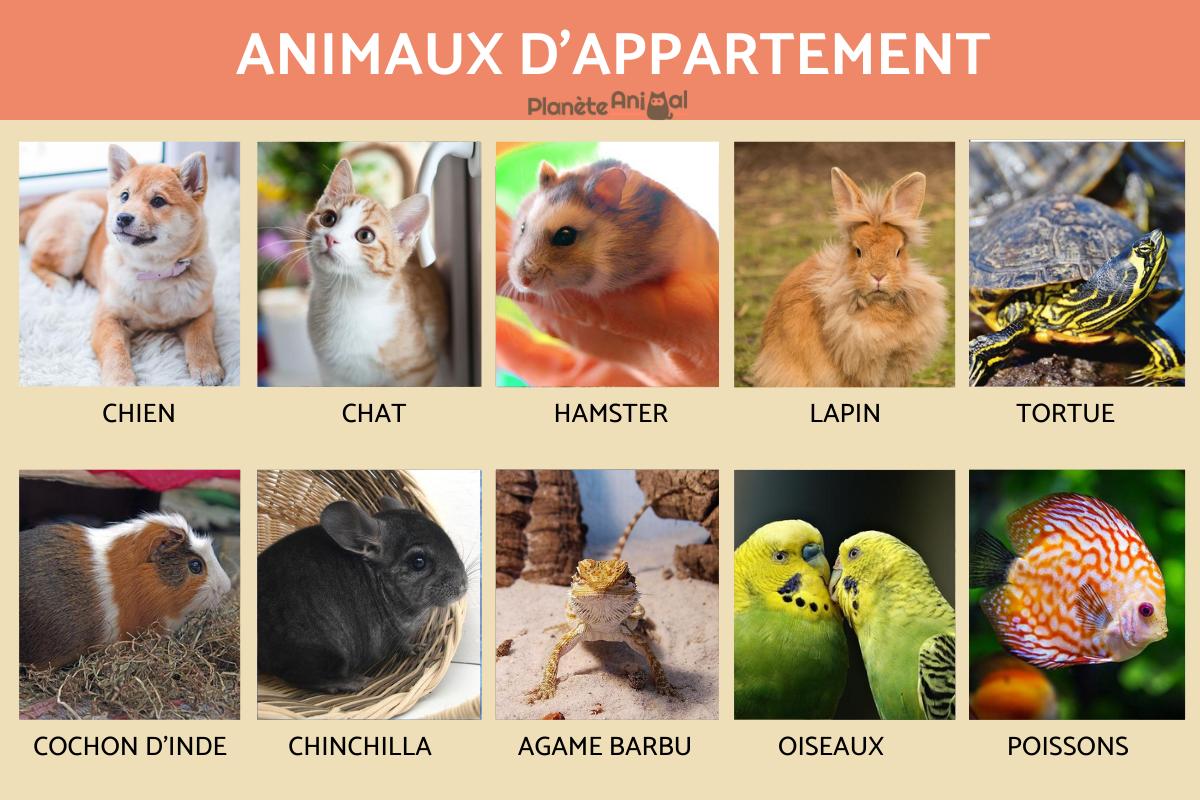 Animaux d'appartement - TOP 12
