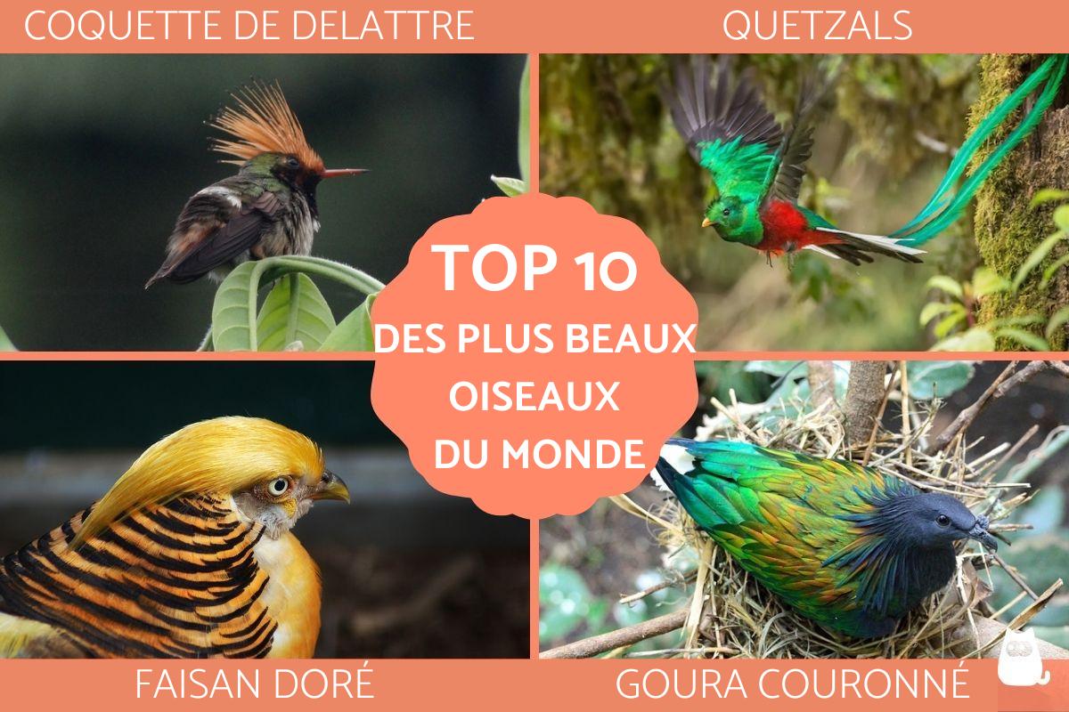 Les plus beaux oiseaux du monde