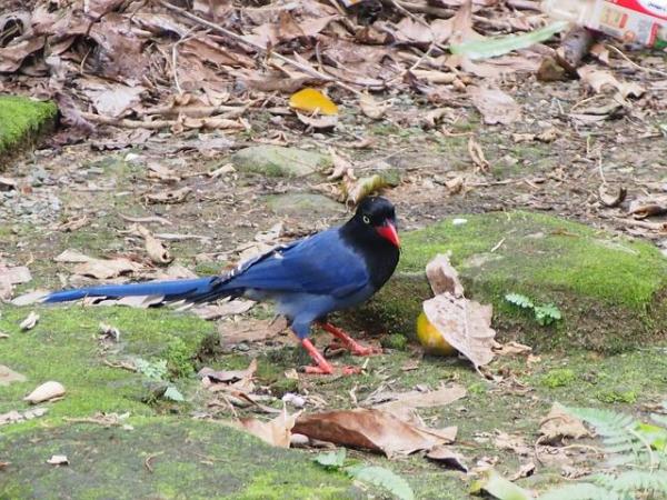 Les plus beaux oiseaux du monde - Pirolle de Taiwan (Urocissa caerulea)