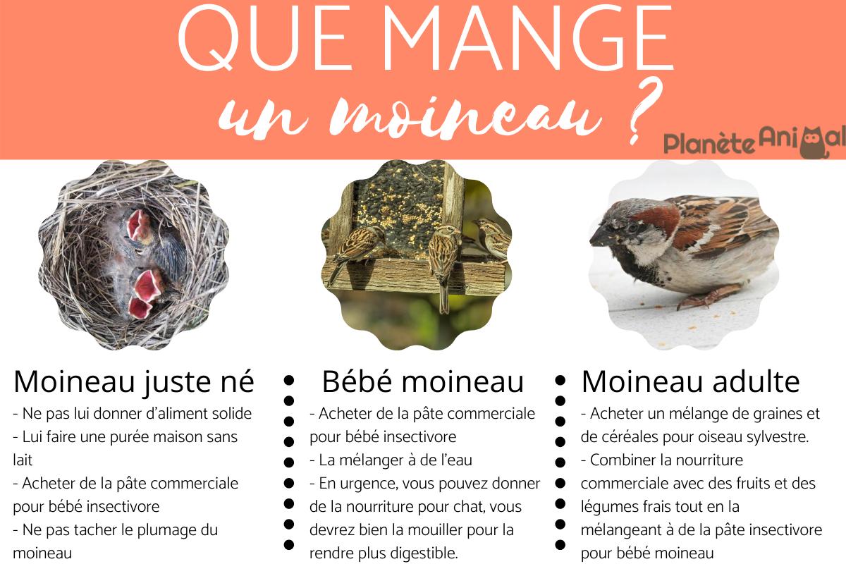 Que mange un moineau ? - Alimentation du moineau