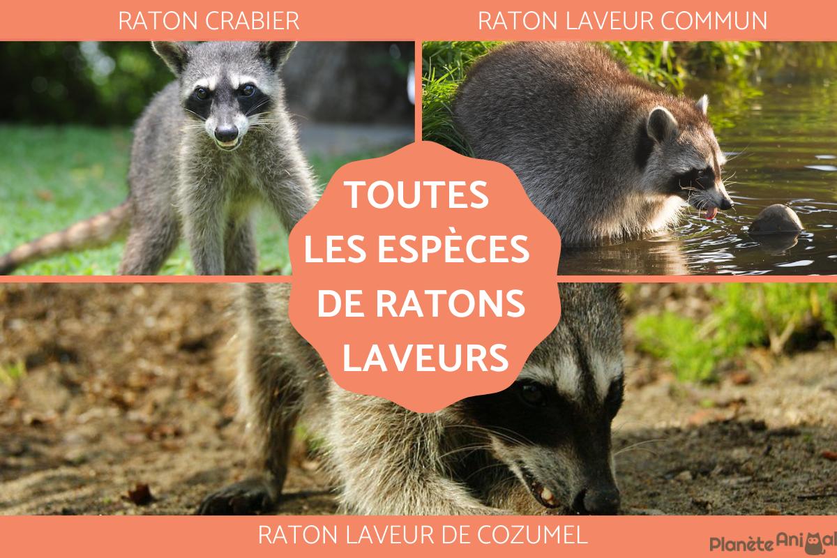 Types de ratons laveurs