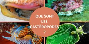 Gastéropodes - Définition, caractéristiques et espèces