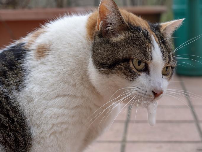 Mon chat vomit et ne mange plus Causes et que faire
