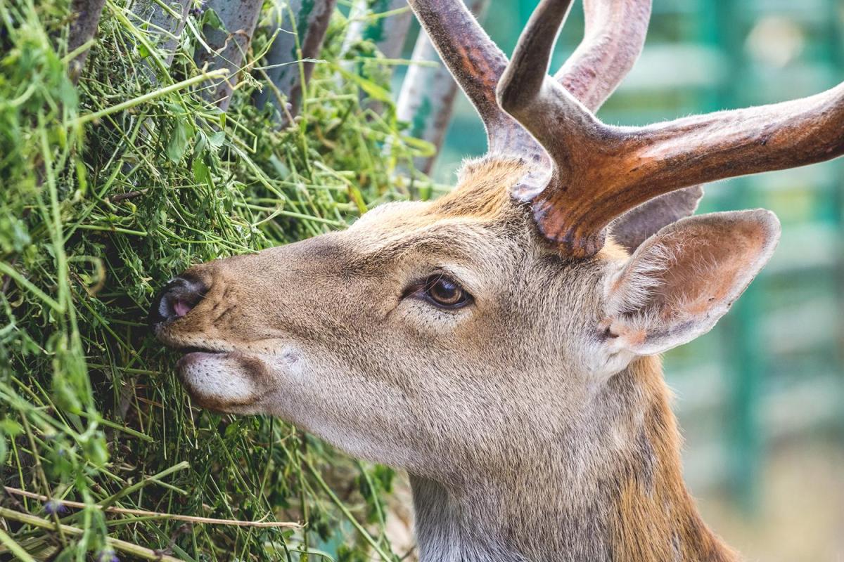 Que mange un cerf ?