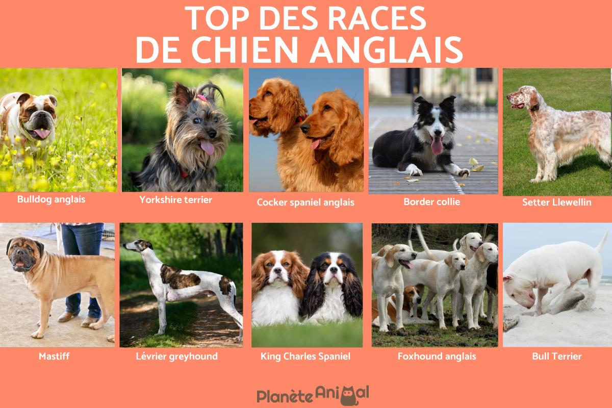 Races de chiens anglais