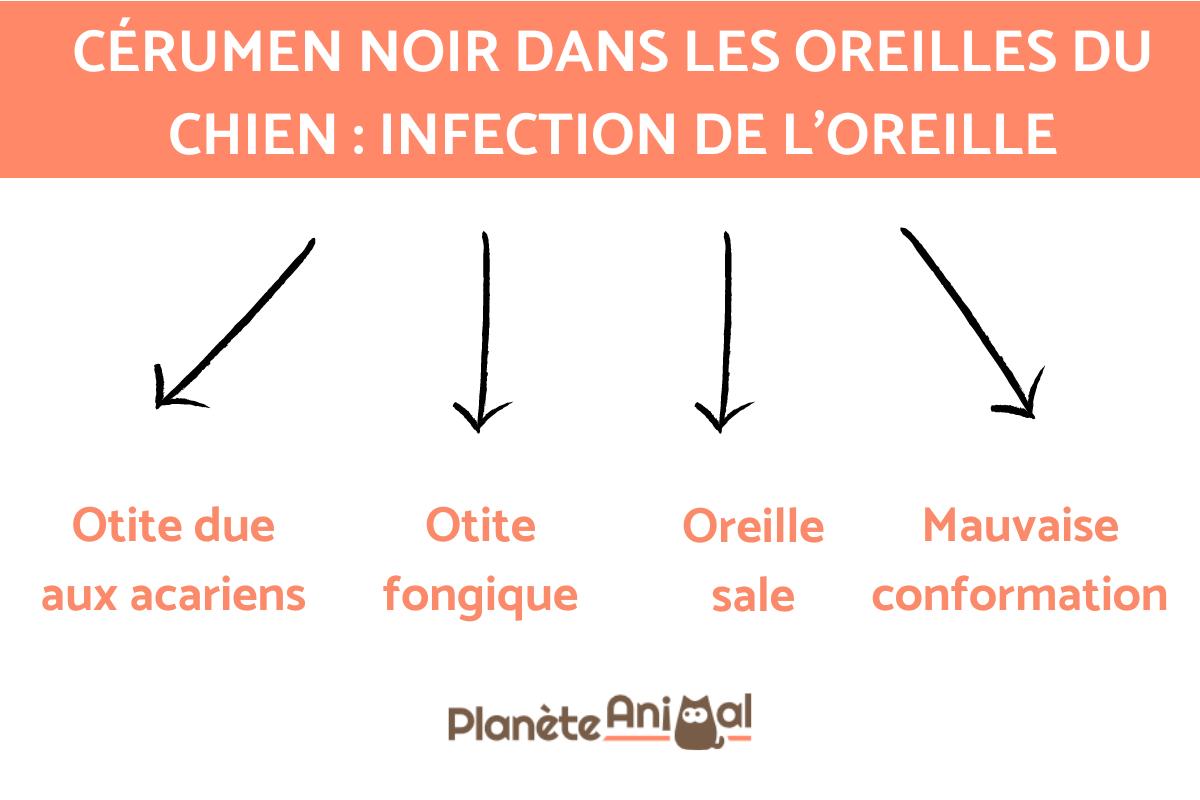 Cérumen noir dans les oreilles du chien