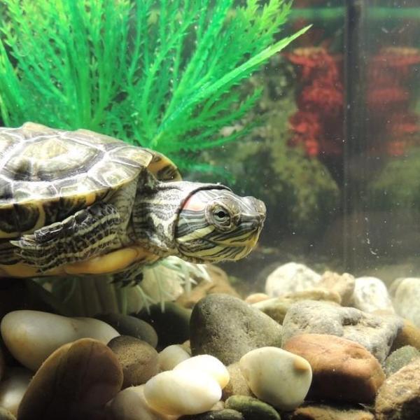 Les maladies les plus courantes chez les tortues d'eau et terrestres