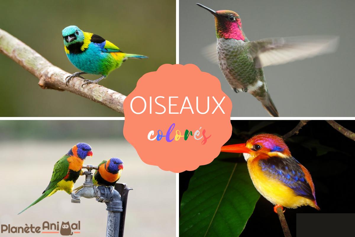 Oiseaux colorés : caractéristiques et photos