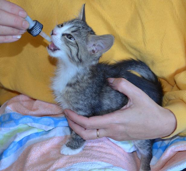 Comment vermifuger un chat GUIDE COMPLET