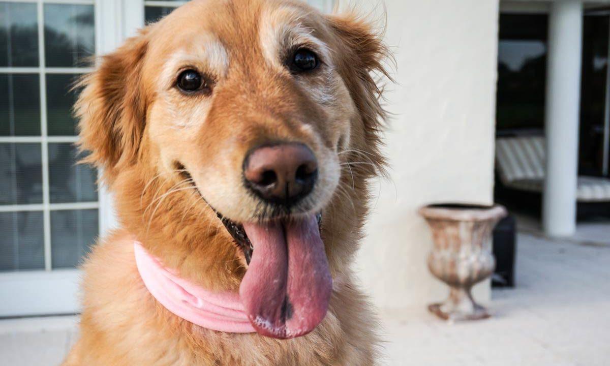 20 Faits curieux sur les chiens